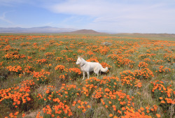 venous:  johnandwolf:  Poppy fields forever.Antelope Valley,