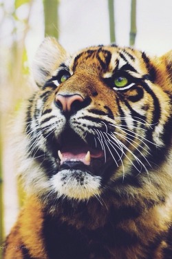 venvm:  Tiger Cub | by: { Brandon Silver } 