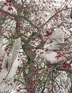 asylum-art:Simen Johan: Digital Photography of  Wild Animals