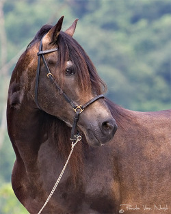 fighting-for-animals:  paint-horse-dreamin:  Picapleito - Paso