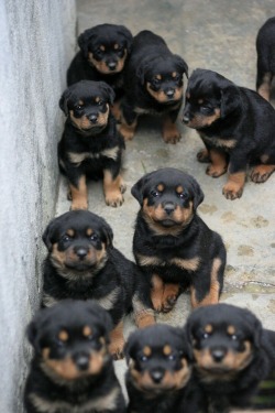 nonelikerae:  woodmeat:  they look meaner as puppies   Squad