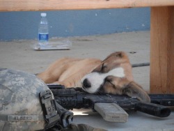 william-martinez:  Afghan puppy taking a nap on top of an M-4