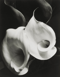  Two Calle (1929) by Imogen Cunningham 