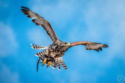 A Hawk is in the air by BlackSunRising 