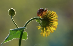 nubbsgalore:  stop and smell the flowers. photos by vyacheslav