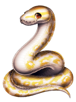 furvilla:  Reptiles! Albino Ball Python, Corn Snake, Ball Python,