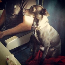 joydoesstuff:  Hey. Where’s my coffee?! #flightdog #stellatravels