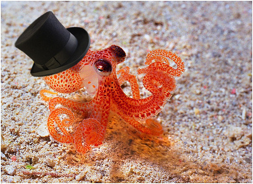 affection-whore:  parttimeyoutuber:  icantbelieveitsalawblog:  All of human history has led us to the moment that we developed the technology to digitally add a top hat to a photo of an adorable miniature octopus.  Just look at how fucking dapper that