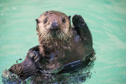 montereybayaquarium:  Hello from Oregon! Remember otter 649,