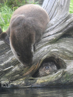 dailyotter:  Otters Play Hobbit and NazgûlVia parus_mnr