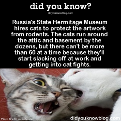 did-you-kno:  Russia’s State Hermitage Museum hires cats to