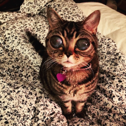 lipstickstainedlove:  catsbeaversandducks:  Matilda the Alien