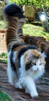awwww-cute:  this might be one of the most majestic tails i’ve
