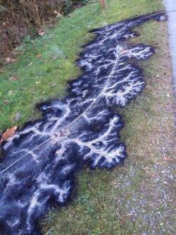 sixpenceee:  Burned pattern from a downed electrical line. Sixpenceee