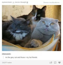 itsstuckyinmyhead:  Cats and Tumblr 