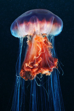 npr: thelovelyseas:   Cyanea capillata (Lion’s mane) by Alexander