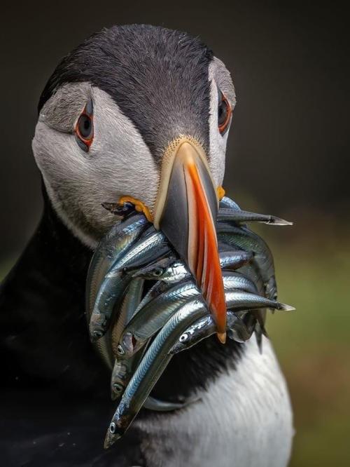 blondebrainpower:Puffin from a Colony at Islandmagee in Northern