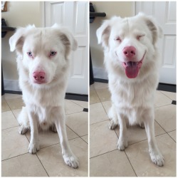 dxnversalex: viralthings: Before and after I sign good boy to