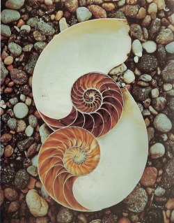 wayofthehermit:  Sacred geometry of a Nautilus shell 