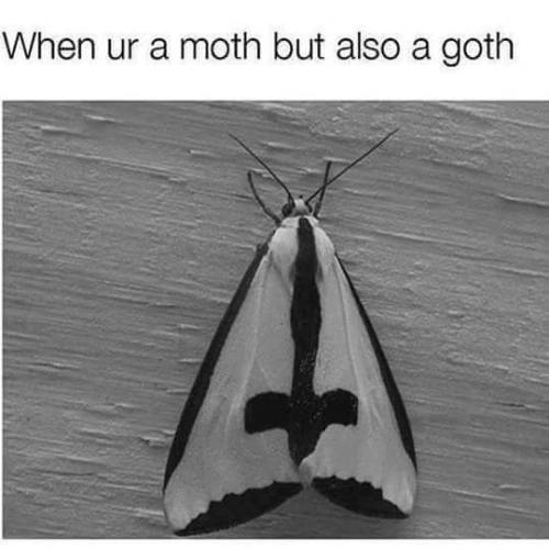 imtiredofgivingafuck:  I wish I was a goth moth
