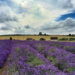 woodburning:  Took this at the Cotswolds Lavender Farm earlier