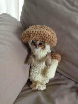 awwww-cute:  A kitten in a knitted mushroom costume 