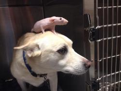 animals-riding-animals:  rat riding dog