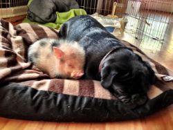 awwww-cute:  Dog and Little Pig taking a Nap