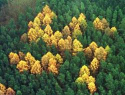 ramirezbundydahmer:  The forest swastika was a patch of larch