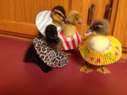 dragon-bourn:  In case you are sad here is a picture of ducklings