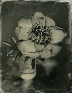 brookelabrie:  Peony Tintype Photograph 4 © brookelabrie​{