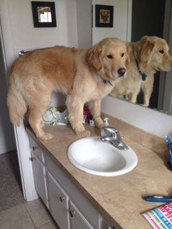 gnarly:  everyone needs a pic of a dog standing on a bathroom
