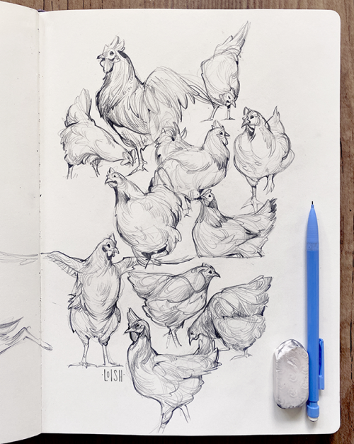 loish:More animal sketches: this time, chickens. They are some