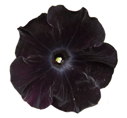 pederost:  black velvet petunia 