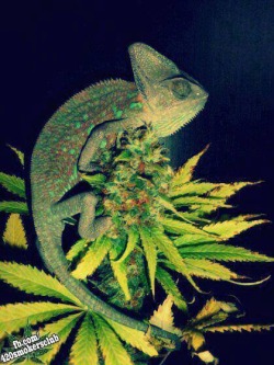 pass it this way