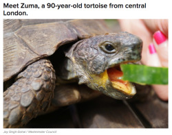 buzzfeed:  A 90-Year-Old Tortoise Called Zuma Has Been Rescued