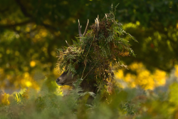 bennyslegs:  nubbsgalore:  during the autumn rutting season,