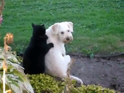 tastefullyoffensive:  Cats Giving Dogs Relaxing Massages [video/via]Previously: