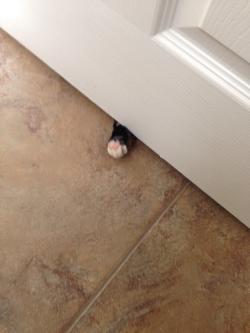 awwww-cute:  My cat gets lonely when I go to the bathroom and