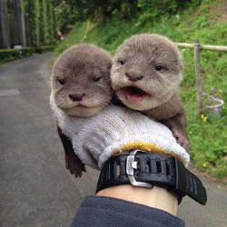 marty-draws:  matty-the-otter:  ezra-the-prince:  awwww-cute: