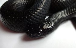 crispysnakes:Taking pictures of some of my roommate’s snakes