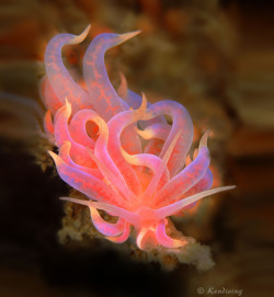 sixpenceee: A compilation of the coolest sea slugs! From top