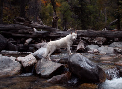 johnandwolf:As graceful as they come. Grizzly Creek, CO / Sept.