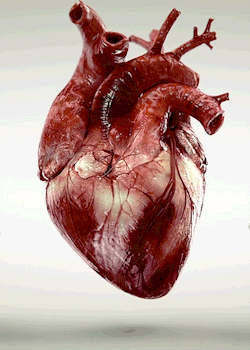 imconstantlyhormonal:  ^this asshole   THIS, THIS is a real heart.