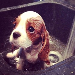 teavictoria:  thisisthesign:   Her first bath. I don’t think
