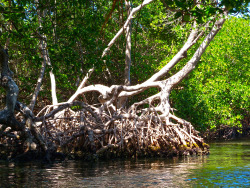 livingbetterinc:  Illuminated Roots  Photo by Rafael Cova ©2013