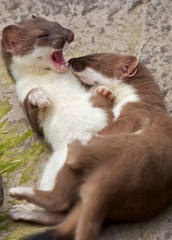 funkysafari:  Stoats playing- Wales, UK by blackfox wildlife