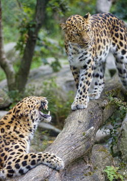 earthlynation:  Leopard affront by Tambako The Jaguar on Flickr.