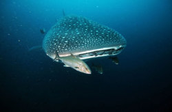 discoverynews:  Whale sharks are flocking to waters off of the