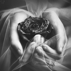 whitesoulblackheart:  Heart by Rebeca Saray ©FB / Website / Flickr